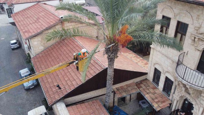 Tarihi "Hurmalı Konak"ta Hurma Hasadı