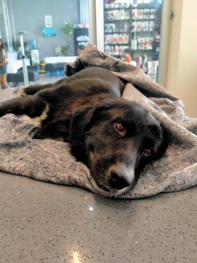 İ̇nleme Sesiyle Çöp Kutusuna Koşan Öğrenciler Şok Yaşadı