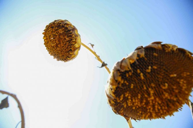 Çaykenarı Mahallesi’nde Ayçiçeği Hasadı Sevinci