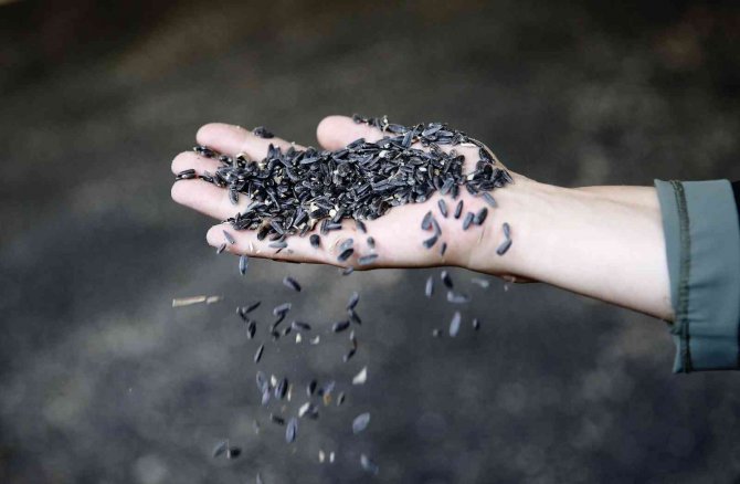 Çaykenarı Mahallesi’nde Ayçiçeği Hasadı Sevinci