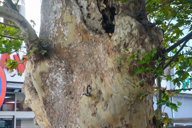 500 Yaşındaki Anıt Ağaç Kimliklendirildi