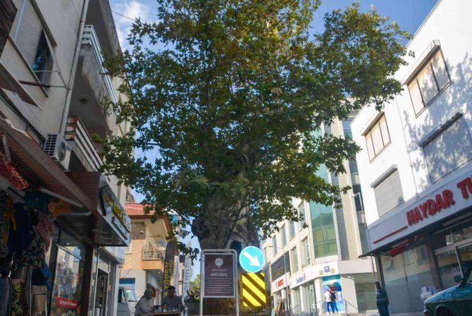 500 Yaşındaki Anıt Ağaç Kimliklendirildi