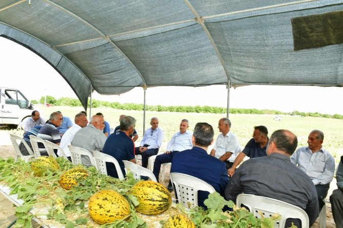 Başkan Çınar, Kavun Hasadına Katıldı
