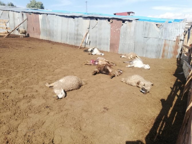 Sürüye Saldıran Kurtlar 12 Koyunu Telef Etti