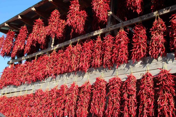 153 Yıldır Aynı Tohumdan Acı Kırmızıbiber Üretiyorlar