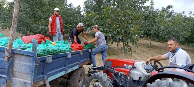 Bursa’da Ceviz Hasadı Başladı