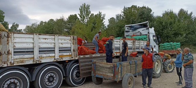 Bursa’da Ceviz Hasadı Başladı