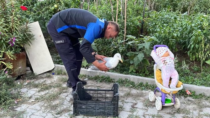 Yaralı Martıya Mahalleli Sahip Çıktı