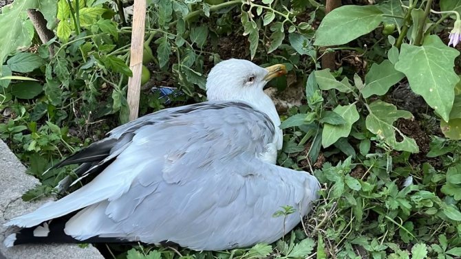 Yaralı Martıya Mahalleli Sahip Çıktı