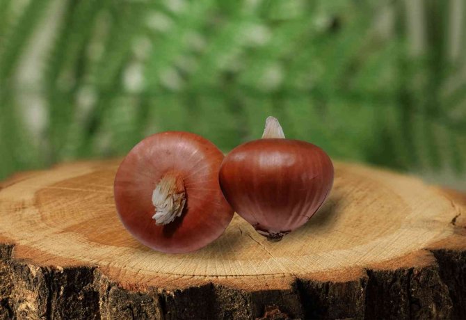 Tekirdağ Soğanı Tescillendi