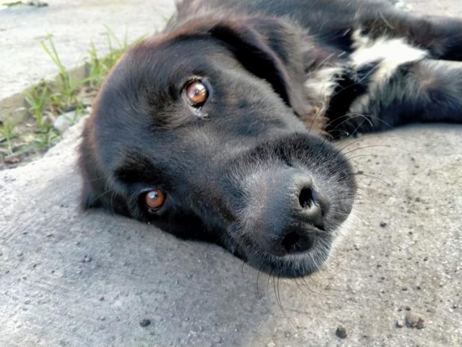 İ̇nleme Sesiyle Çöp Kutusuna Koşan Öğrenciler Şok Yaşadı