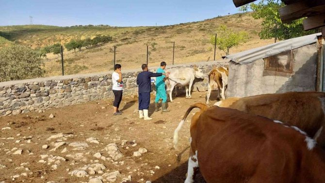 Elazığ’da Büyükbaş Hayvanlara Aşılama Çalışması