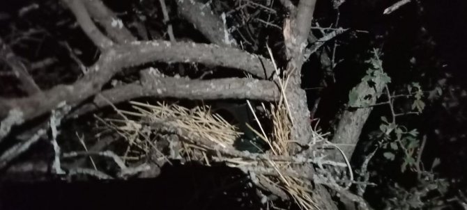 Elazığ’da Kaçak Avcı Denetiminde Bıldırcın Sesi Çıkaran Cihaz Ele Geçirildi