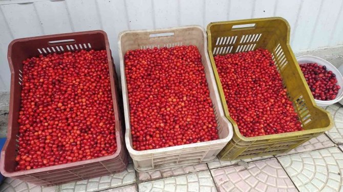 Tezgahlarda Yerini Aldı! 20 Liradan Satılıyor