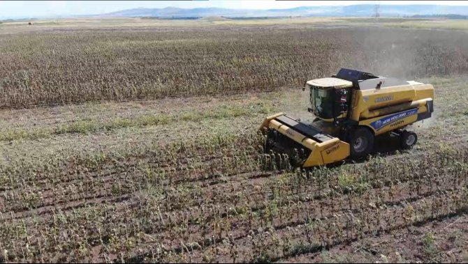 250 Bin Dekarlık Tohumluk Ayçiçeğin Hasadına Başlandı