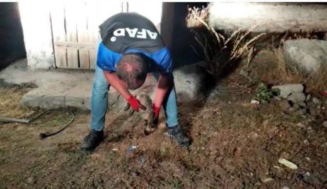Düştüğü Çukurda Kalbi Duran Köpeği Afad Ekipleri Hayata Döndürdü