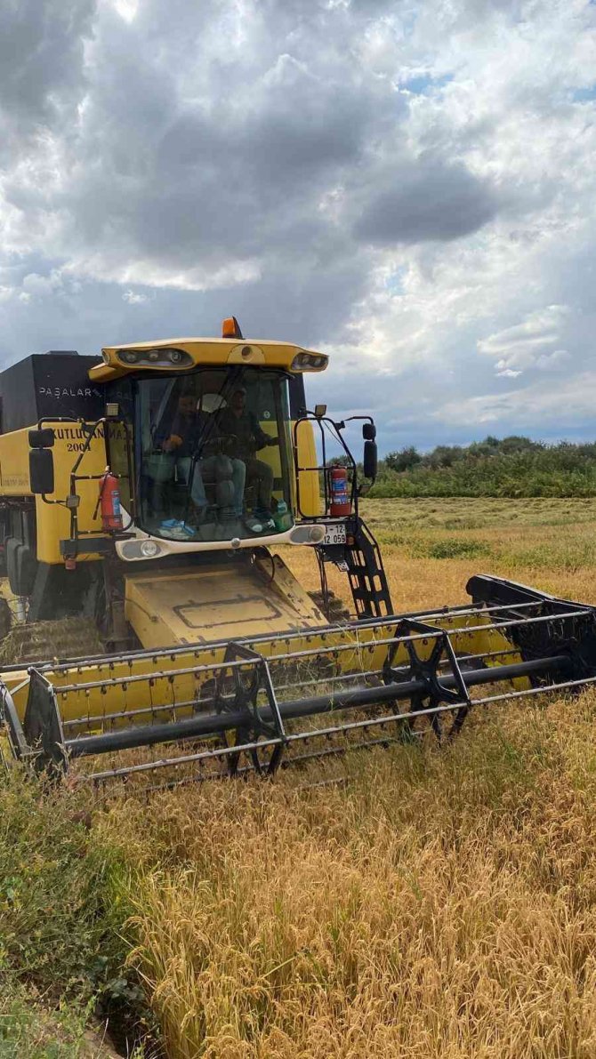 Sungurlu’da Çeltik Hasadı Başladı