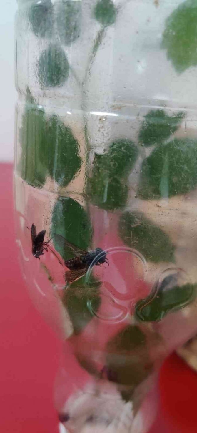 Hatay’da Böcek Toplayan Kişiye 109 Bin Lira Para Cezası