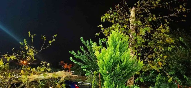 Fırtınanın Devirdiği Ağaç 4 Araca Hasar Verdi