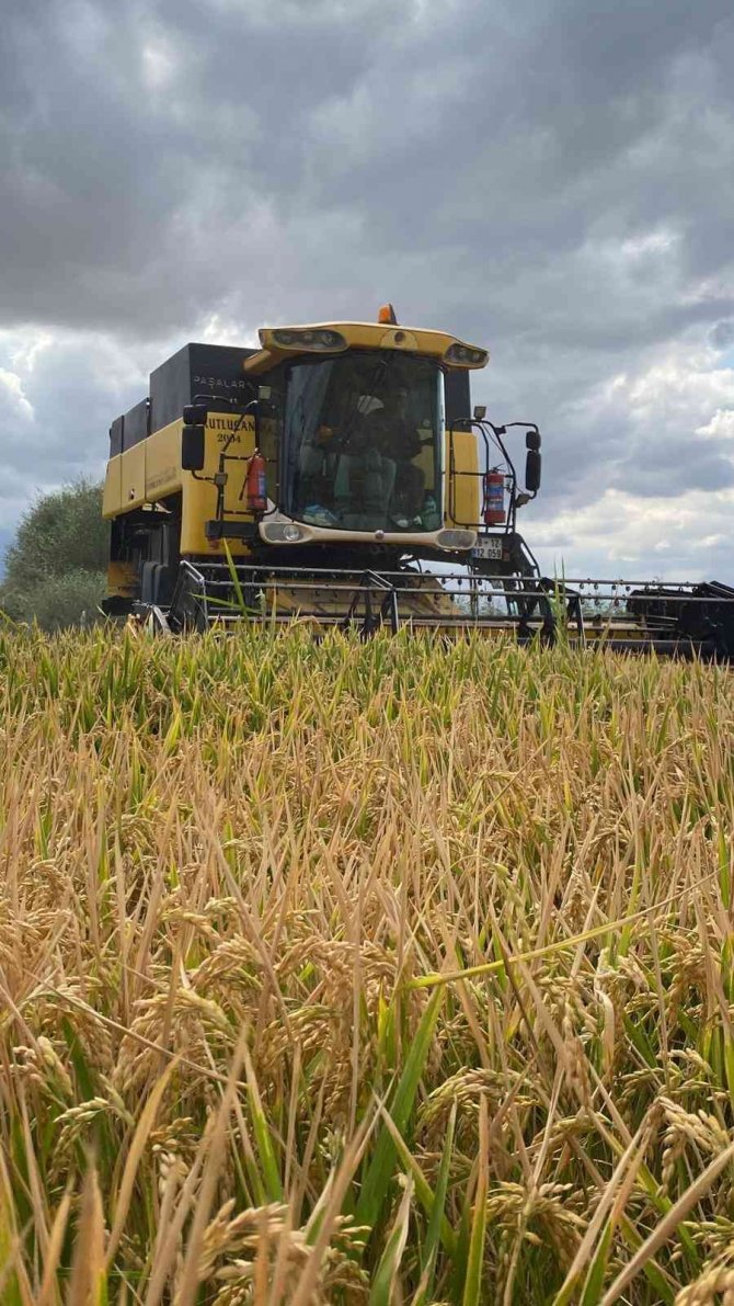Sungurlu’da Çeltik Hasadı Başladı