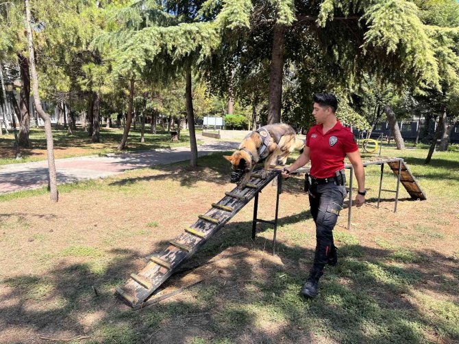 Asayiş Köpeklerinin Rehine Kurtarma Operasyonu Ve Saldırı Eğitimleri Gerçeğini Aratmadı