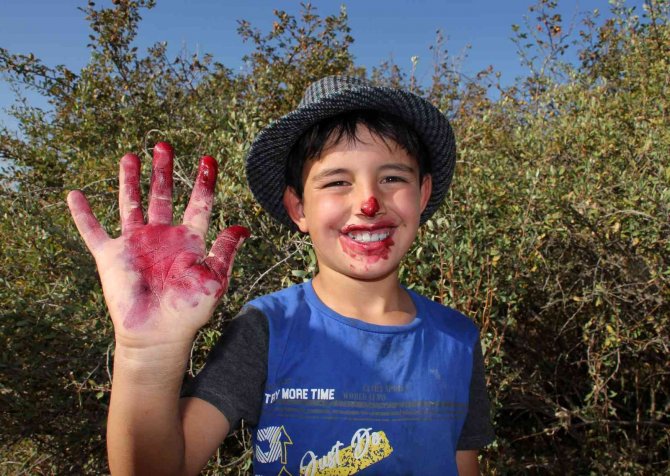 Şifa İçin Dikenli Çalıların Arasından Bin Bir Zorlukla Topluyorlar