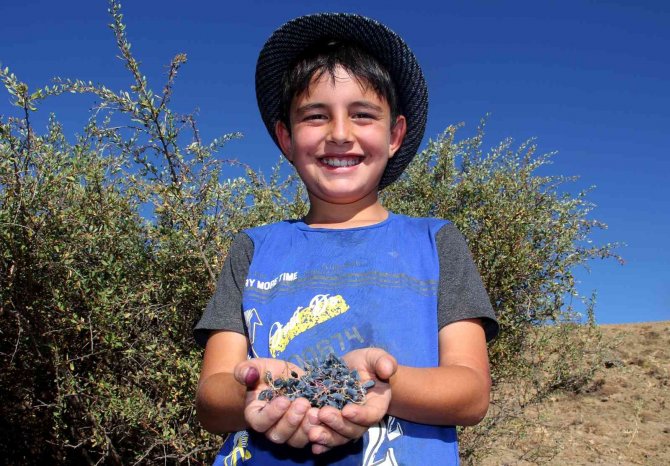 Şifa İçin Dikenli Çalıların Arasından Bin Bir Zorlukla Topluyorlar