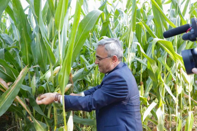Dağıtılan Tohumlarda Hasat Zamanı