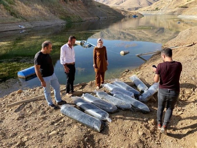 Malatya’da Göletlere 2,5 Milyon Yavru Sazan