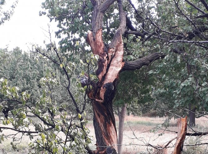 Yıldırımın Düştüğü Ağaç Paramparça Oldu