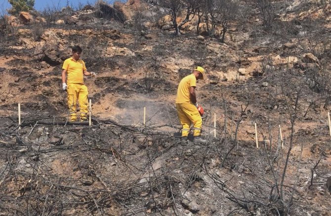 Prof. Dr. Yıldız Dikkat Çekti: “Yanan Ormanlardaki En Büyük Tehlike Besin Kaybı”