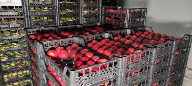 Meyvelerini Bu Şartlarda Saklayıp 2 Kat Daha Fazla Kazanıyorlar