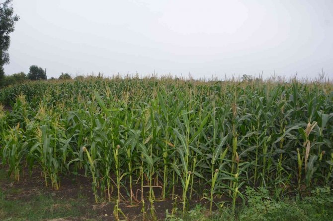 Silajlık Mısır Hasadı Devam Ediyor