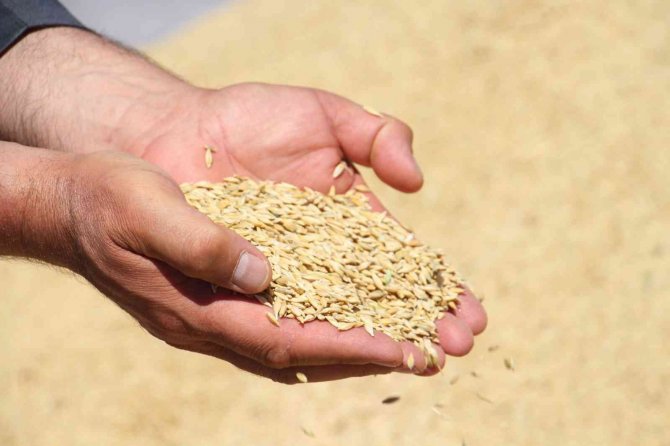 Tmo, Sivas’ta Cumhuriyet Tarihinin En Yüksek Alımını Yaptı