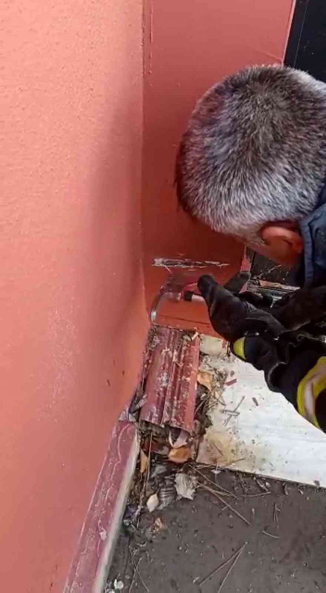 Sivas’ta Baca Oluğunda Mahsur Kalan Yavru Kediler İtfaiye Ekiplerince Kurtarıldı