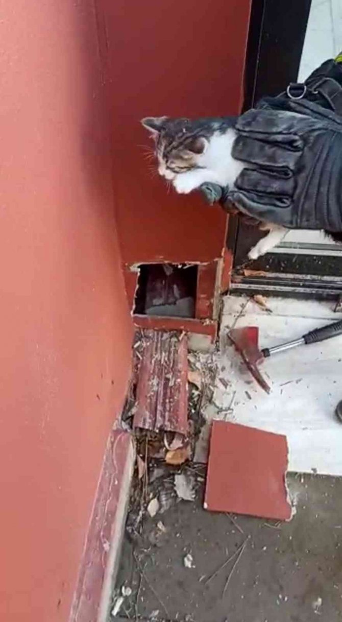 Sivas’ta Baca Oluğunda Mahsur Kalan Yavru Kediler İtfaiye Ekiplerince Kurtarıldı
