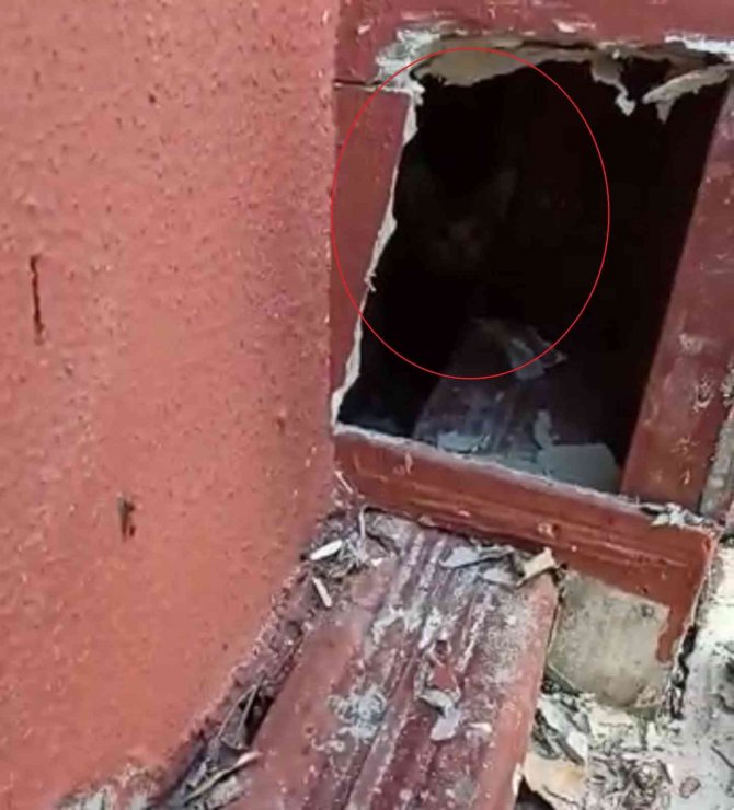 Sivas’ta Baca Oluğunda Mahsur Kalan Yavru Kediler İtfaiye Ekiplerince Kurtarıldı