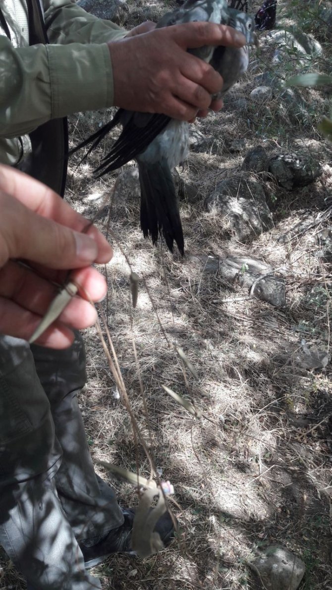 İ̇lmek Tuzakla Avlanan Avcılar Cezadan Kaçamadı