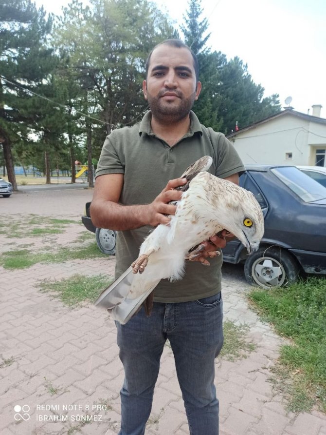 Yaralı Şahin Tedavi Altına Alındı