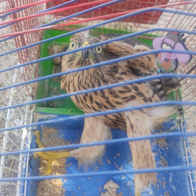 Yaralı Kerkenez Tedavi Altına Alındı