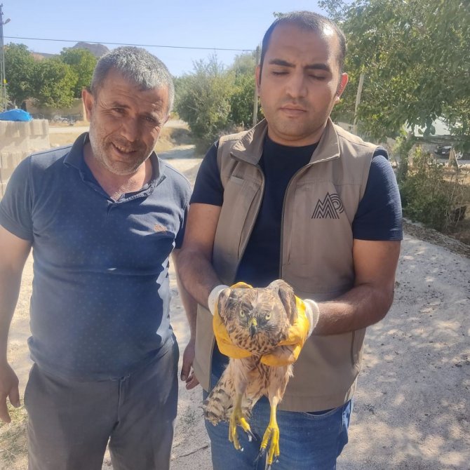 Yaralı Kerkenez Tedavi Altına Alındı