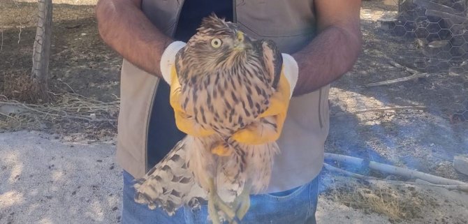 Yaralı Kerkenez Tedavi Altına Alındı