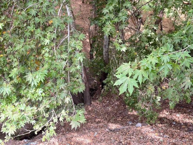 Zooloji Profesöründen Suriye Üzerinden Türkiye’ye ’Asya Kaplan Sivrisineği’ Uyarısı