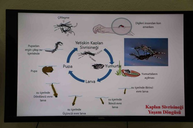 Zooloji Profesöründen Suriye Üzerinden Türkiye’ye ’Asya Kaplan Sivrisineği’ Uyarısı