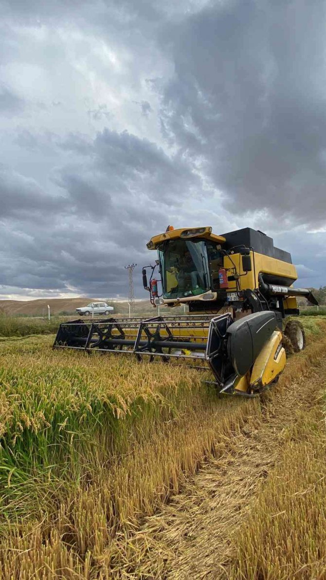 Sungurlu’da Çeltik Hasadı Başladı
