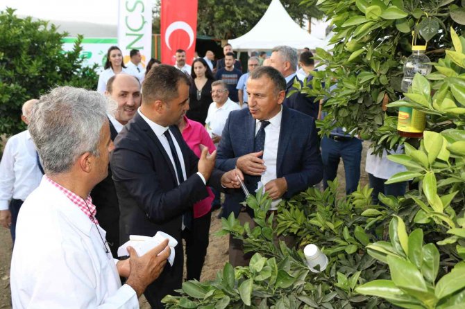 Avcı Böcekler Turunçgili Koruyacak