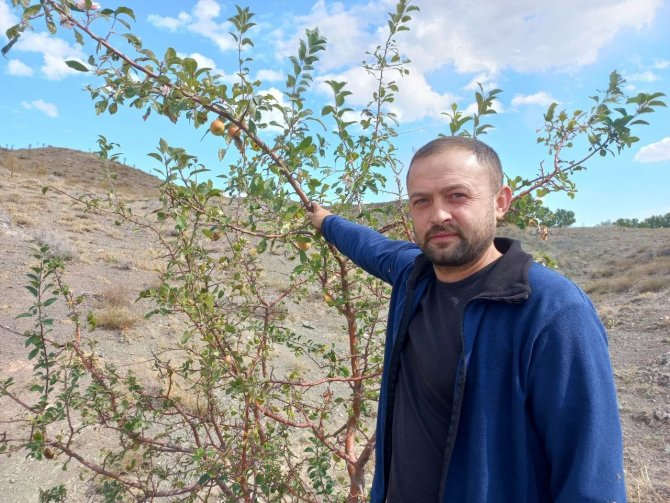 Eylül Ayında Elma Ağacı Çiçek Açtı