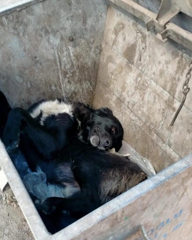 İ̇nleme Sesiyle Çöp Kutusuna Koşan Öğrenciler Şok Yaşadı