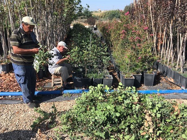 3-4 Yılda Meyve Veriyor... Aşılı Harnup Fidanı Çalışmalarında Olumlu Sonuç Alındı