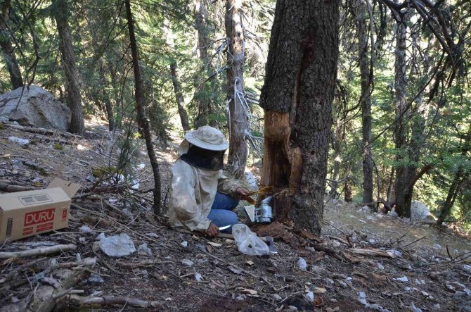 Antalyalı Balcılar Toros Dağları’nda Firari Arıların İzini Sürerek Bal Topluyor